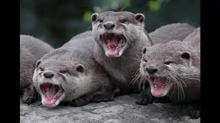 Funny ANIMAL Pictures Compilation 2018 #2