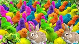 CUTE AND COLORFUL CHICKS ADVENTURE || CATCH THE FUNNY RAINBOW CHICKS