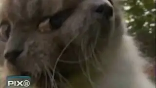 Meet Frank and Louie, The Two-Faced Cat