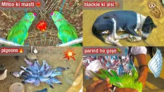 Parind ho gaya 🦜|| blackie ki alsi 🐒@Desi_pegion143