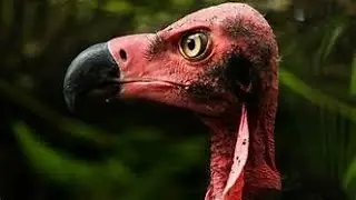 Witchcraft Birds Monitoring You 🦅 ||&rdquo;Rev. Kay Elblessing&rdquo; &ldquo;www.freshfireprayer.com&rdquo;