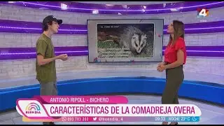 Buen D&iacute;a - Caracter&iacute;sticas de la Comadreja Overa