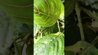 Vlog #1241 Prayer Plant (Maranta Leuconeura)  In Our Garden