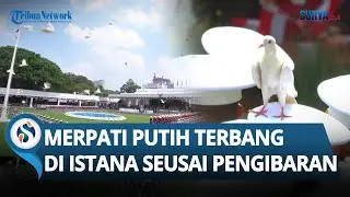 MOMEN LANGKA! Burung Merpati Putih Terbang di Istana seusai Pengibaran Bendera, Warga Bersorak Riuh!