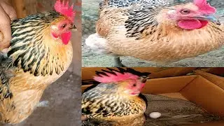Is murgi Ne pareshan kar diya hai 