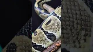 Rolling right along. #SnakeLife