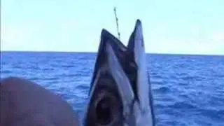 How to bridle rig a live bait