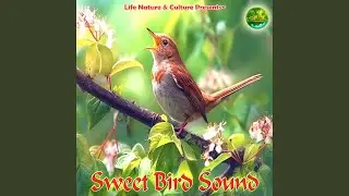 Sweet Bird Sound