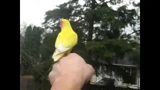 Angry Bird free flying AGAIN