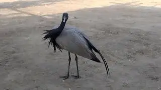 Crane Bird AKA Koonj | Cleanliness | visiting alone migrants in Pakistan | Video | Hindi/Urdu