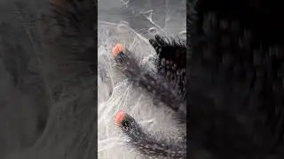Avic close ups #Tarantula #spider #Avicularia #metallica #pinktoe #hairy #closeup #shorts