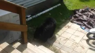 Backyard Bear Encounter (mostly friendly)