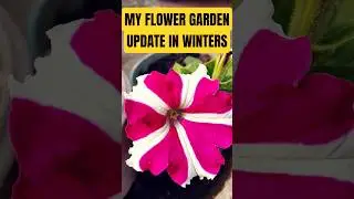 My winter flower garden update #shorts #winterfloweringplants #wintergarden #petunias #zinnias