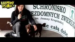 Smutne oczy, ale pogodna dusza - Reks z Krakowa szuka miłości