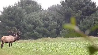 Massive Bull Elk Feeding in Food Plot