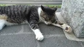 【Cat Video】 meowmeow Happy #cat  #cats  #cute