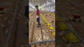 Ec poultry farm litter raking #poultry #chickenfarm #ecpoultry #ecpoultryfarm #poultry