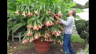 Angel's Trumpet Cuttings for Propagation - new Brugmansia hybrid
