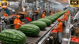 Modern Watermelon Processing: From Whole Fruit to Fresh Juice (Full Process)