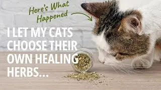 I Let My Cats Choose Their Own Healing Herbs&hellip; Here&rsquo;s What Happened