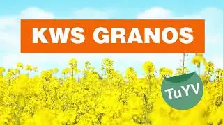 KWS GRANOS - hibrid uljane repice otporan na TuYV (žuti) virus