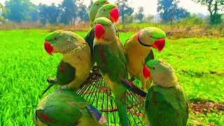 Amazing Parrot Talking |  Parrot sound | Parrot Videos | Parrot Voice | #parrotsound 