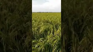 Demplot PT Syngenta