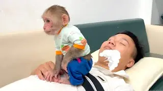 You Won’t Stop Laughing! Monkey CUBIS’ Embarrassing Moment 😂