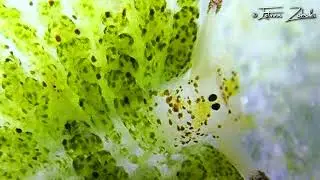 🌟 Meet Koh Tao's Coolest Critter: The Sheep Nudi! 🌊