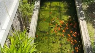 goldfish