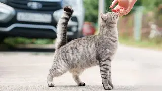 Calming Music that Gives Comfort to Cats - Relaxing Sleep Music with Nature Sounds, Music for Cats