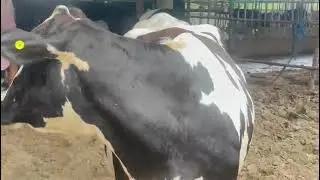 c r v 👉abs🖕👉 Denmark. farm best cow top breed 👌👌🥰