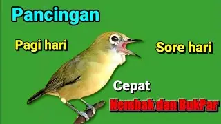 PLECI GACOR suara ngalas - PANCINGAN TERCEPAT MENGUNDANG BUNYI BURUNG PLECI SUPER AMPUH 💯% NYAUT