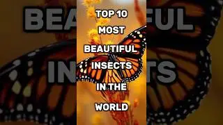 Top 10 most beautiful insects in the World 🔥#top10 #shortvideos #shortsfeed #viral #shorts #aktop100