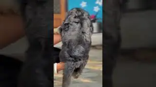 Import Bloodline German Shepherd Puppy for Sale 🐺🌍 | Premium Quality #puppy #pets #shorts