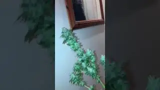 KARMA GENETICS | *update* HARVEST!!! 😁