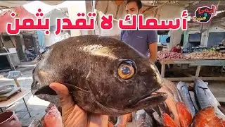 عجائب وغرائب أسماك البحر الأحمر 🏖 علي فرشة شعبية للاسماك 🐟 بسوق الأنصاري بالسويس