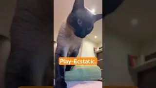 REFLECT: turning challenges into games || #catlife #siamesecatlovers