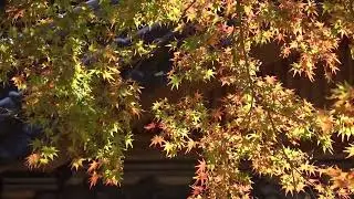 ワイエムエス　フレンドリー　秋月城跡の紅葉（朝倉市）　2025/11/21