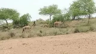 #shortvideo #camels#runwaytrends #jangal#