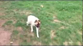 a dog half pig