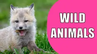 Wild Animal Names and Sounds in English | Learn Wild Animals