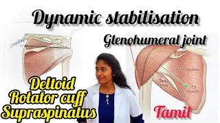Dynamic stabilisation of glenohumeral joint , deltoid,rotator cuff muscles, supraspinatus, in tamil