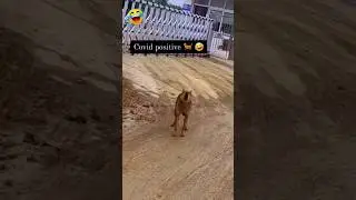 2024 COVID positive Dog 🐕🤣  #comedy #funny #btvlog #viral