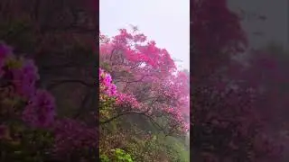nature vibe &hearts;️✨