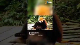 Animal Fundub Part 98 🤣🤣 | Malayalam Fundub | &copy;Ji Talkz | Jijith Elamadu #malayalamfundub #shorts