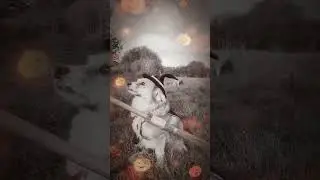 The Disabled Dogs Starring In Pamela Pupkin's Halloween Workout