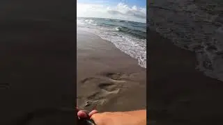 Unexpected bite! #fishing #beach #saltwater