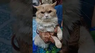 #funny #comedy #cat #catshorts #catvideos #catlovers #cutepet #cutecat #funnycats #kitten