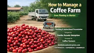 How to Manage a Coffee Farm from Planting to Market